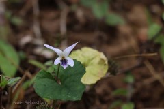 Viola serpens